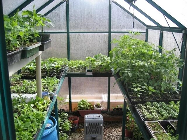 Томаты огурцы и перцы в одной теплице. Грядки для теплицы. Огурцы в теплица-парник перчик. Овощи в одной теплице. Что посадить в теплице вместе.