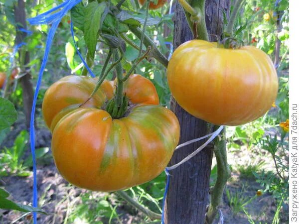 Томат бизон желтый. Томат бизон оранжевый отзывы. Томат бизон оранжевый отзывы. Семена томат бизон оранжевый. Томат бизон желтый.