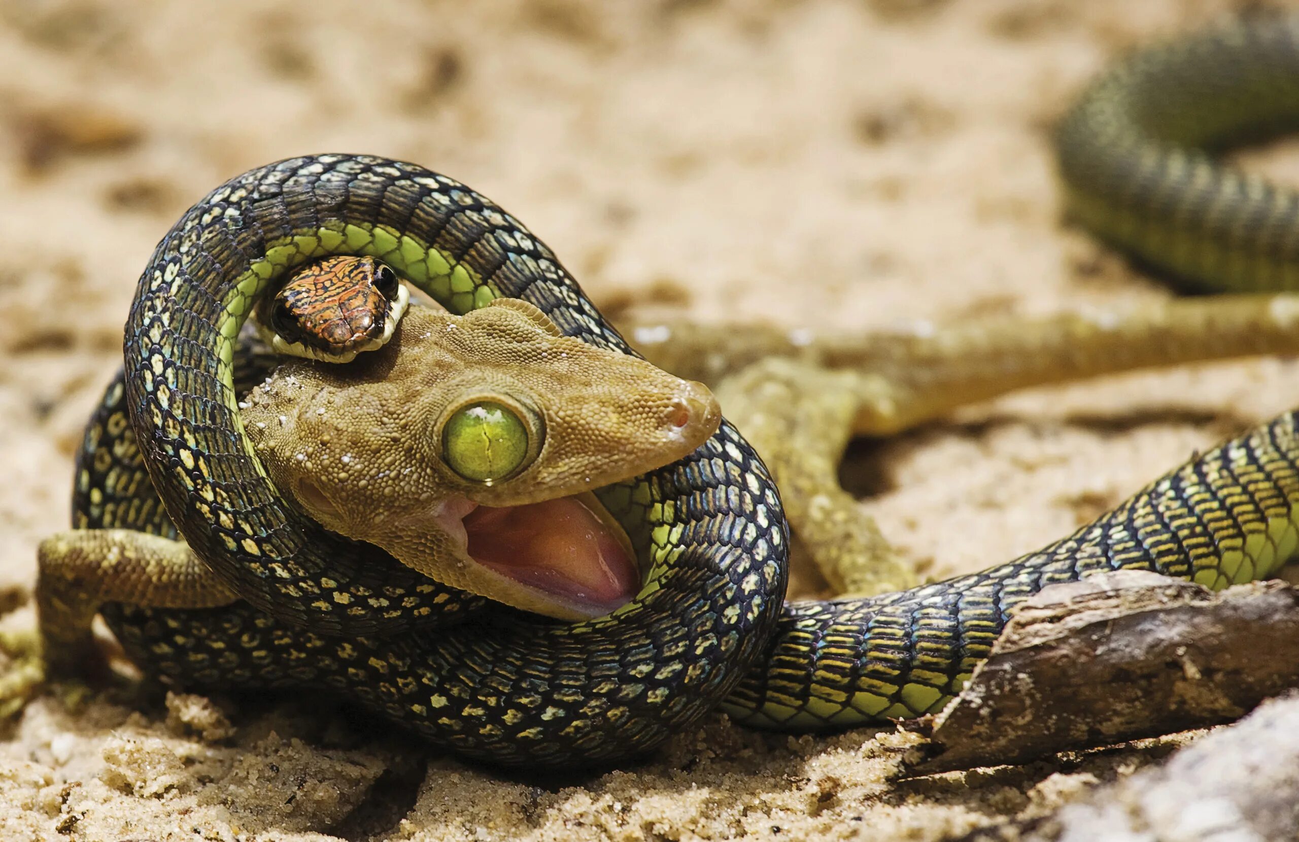 Желтопузик ящерица или змея. Пресмыкающее полоз. Пресмыкающиеся змея. Тритон змея.