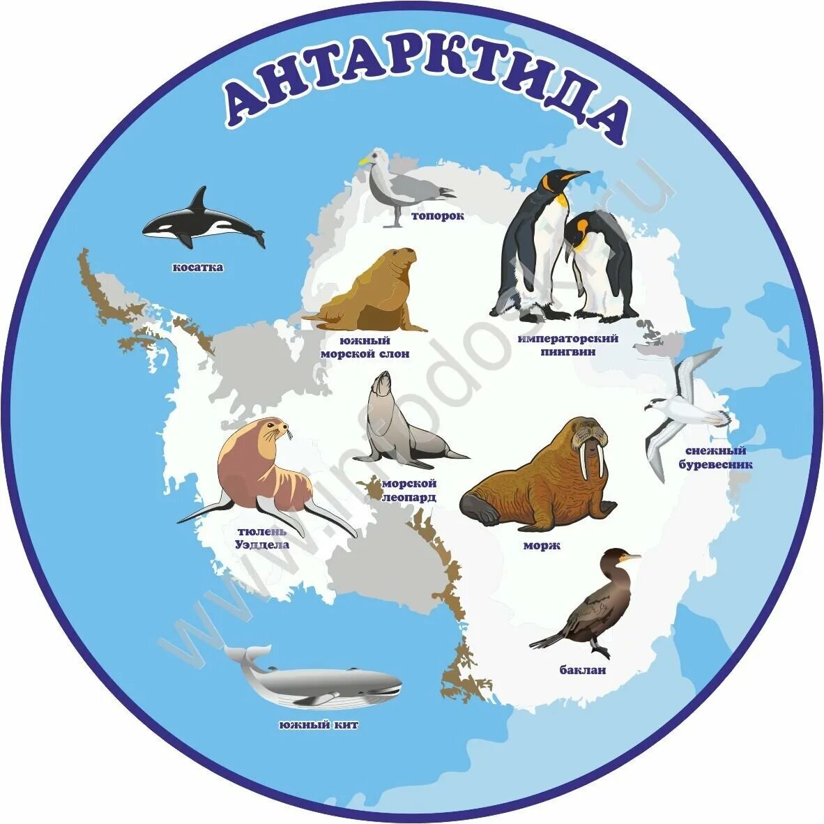 Животные Антарктиды для детей. Антарктида карта для детей с животными. Животный мир Арктики и Антарктиды. Антарктида материк для детей.