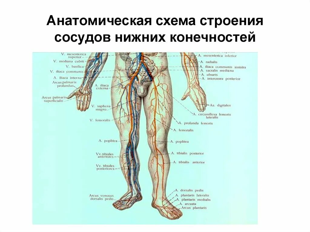 Кровеносные сосуды нижних конечностей человека