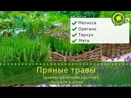 Травенистый или травянистый правило