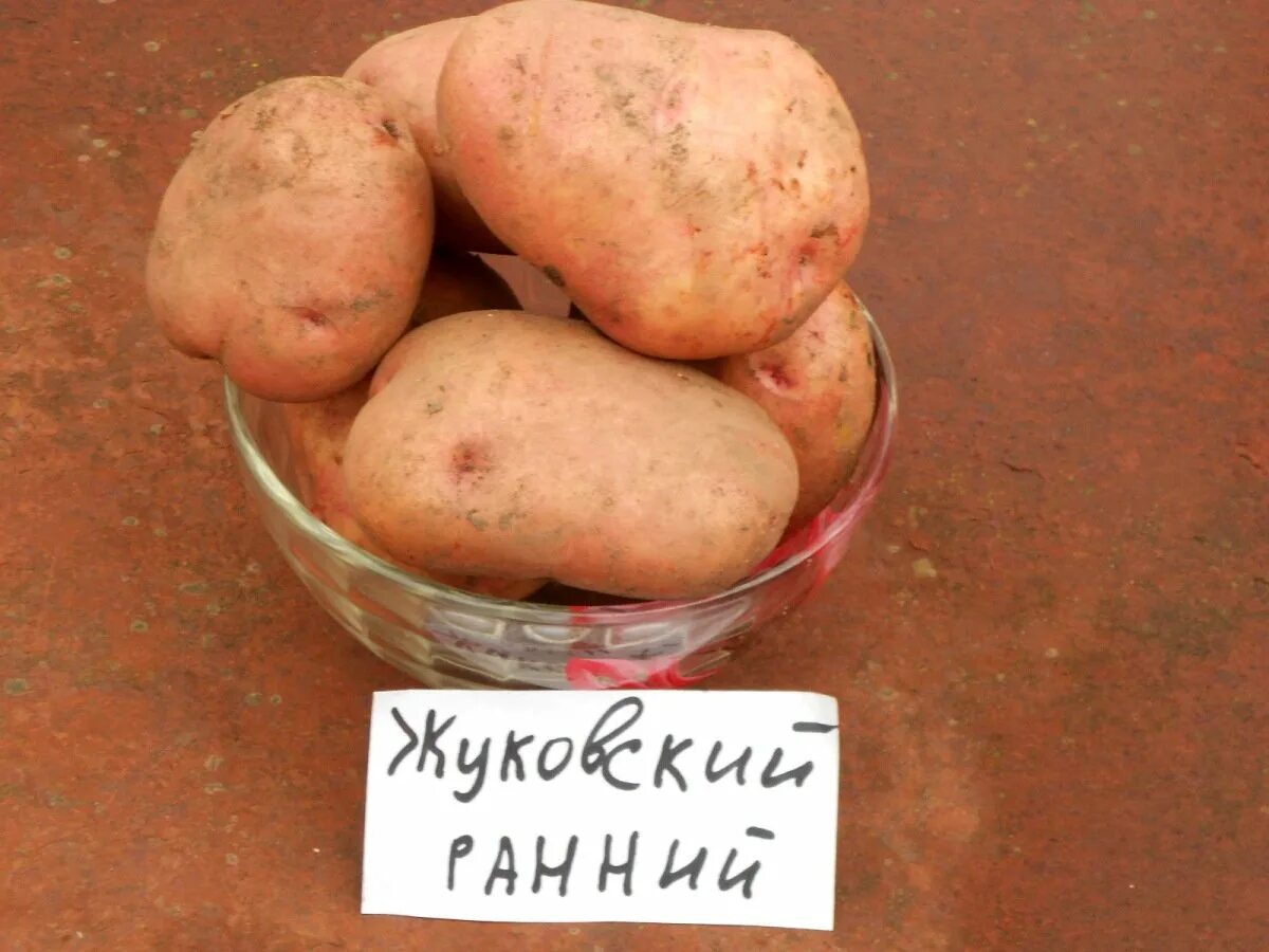 Картофель семенной Жуковский ранний. Сорт картофеля Жуковский. Сорт картофеля Жуковский ранний.