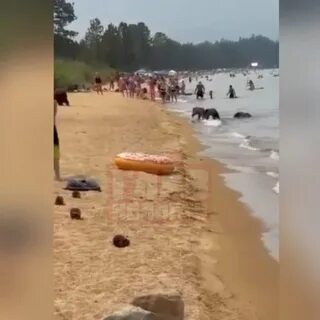 Медведи на пляже на байкале