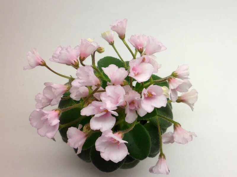 Н-горный воздух (н. Фиалка беатрис. Н апрель. Бердникова). Фиалка нд уссури.