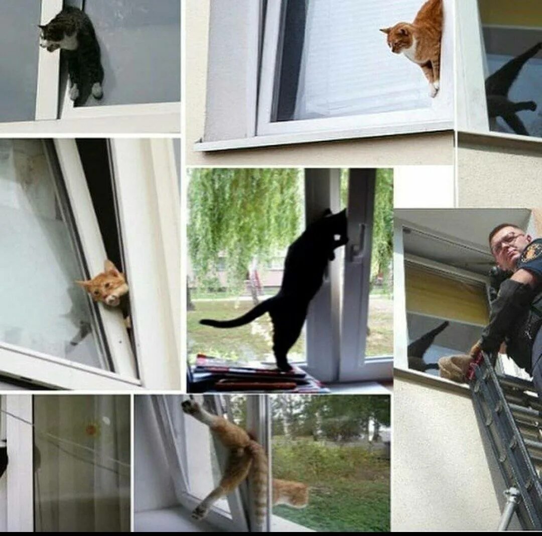 Как обезопасить кошку
