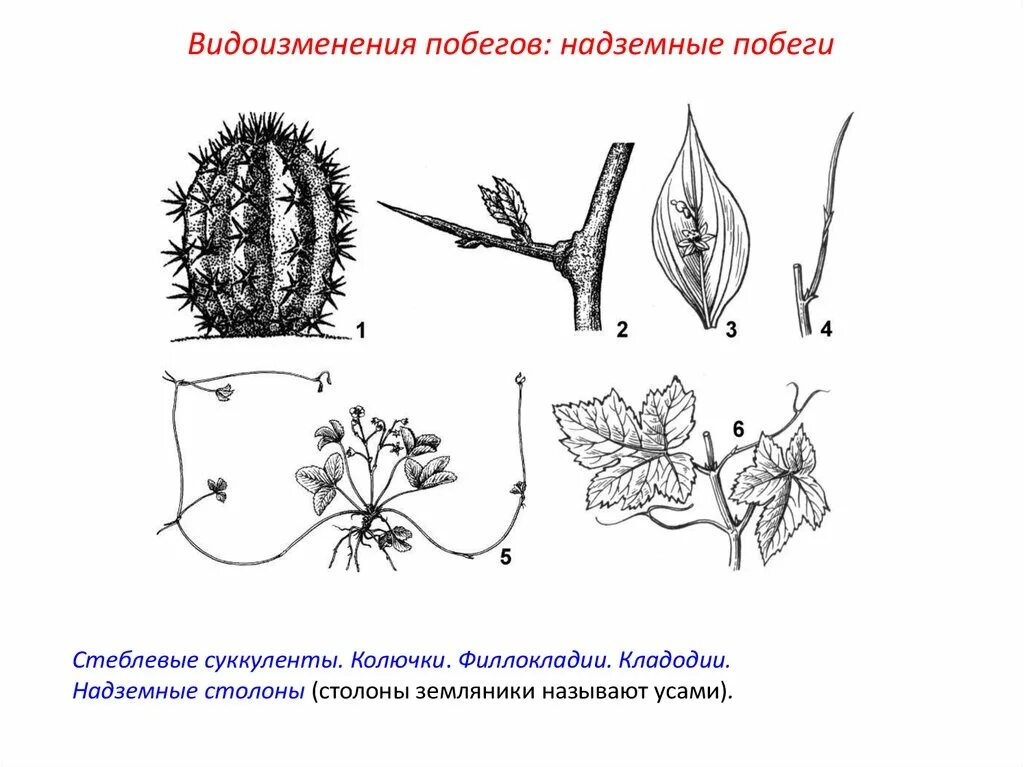 Рисунок видоизмененных листьев