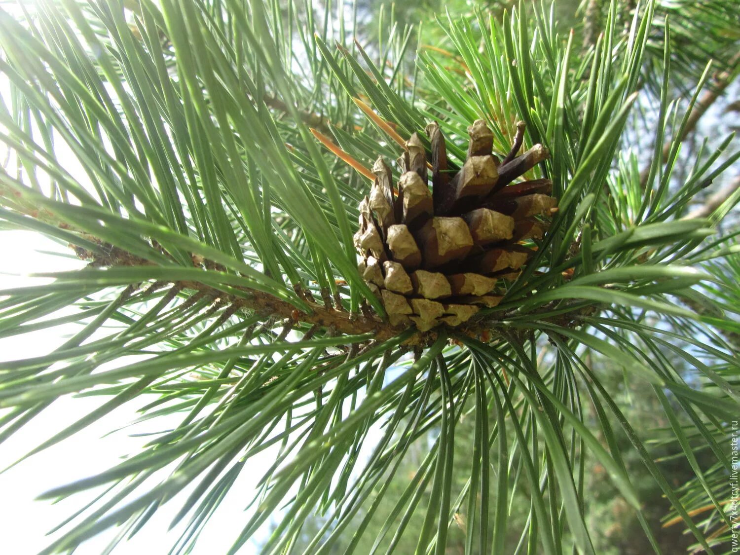 Пиния (Pinus pinea). Сосна Пиния шишки. Pinus pinea шишка. Сосна итальянская Pinus pinea шишка.