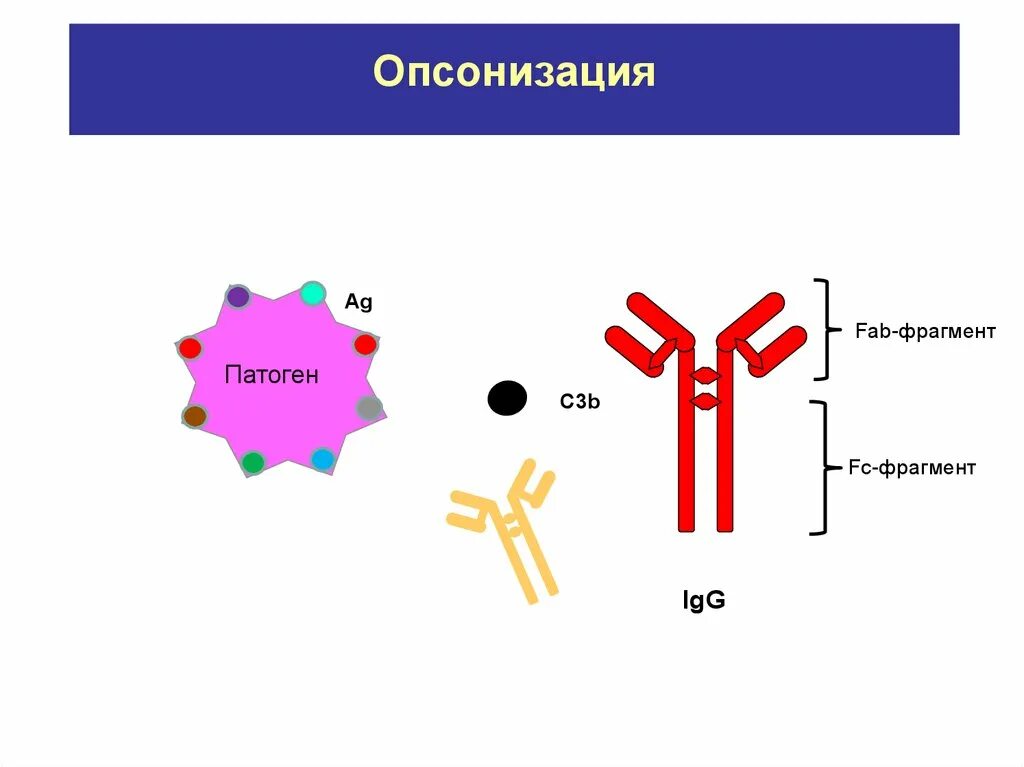 11 иммуноглобулины. Опсонизация. Антитела опсонины. Функция антител опсонинов. Опсонизация антителами.