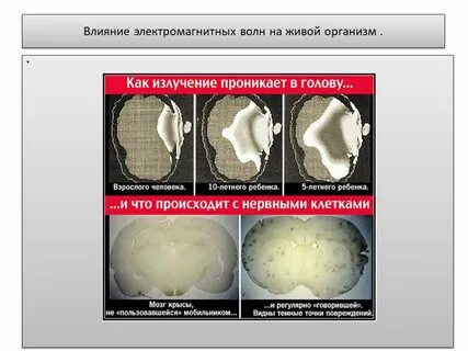 Электромагнитные волны на живые организмы