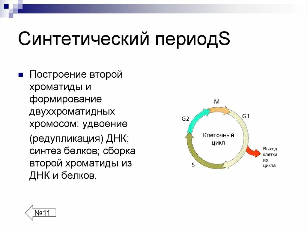 Жизненный цикл клетки состоит из интерфазы. Синтетический период клеточного цикла. Синтетический период жизненного цикла клетки. Клеточный цикл периоды клеточного цикла. Синтетическая фаза клеточного цикла.