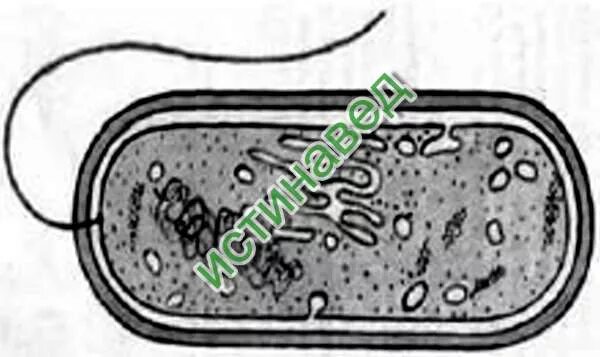 Два признака выпадающей клетки. Деление путем митоза наличие клеточной стенки из муреина. Прокариотическая клетка рисунок мультяшный. Мезосома рисунок с подписями.