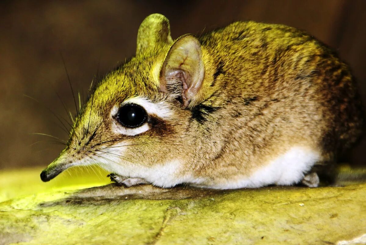 длинноухий прыгунчик. прыгунчик слоновая землеройка. короткоухий слоновый прыгунчик. прыгунчик слоновая землеройка. прыгунчик слоновая землеройка.
