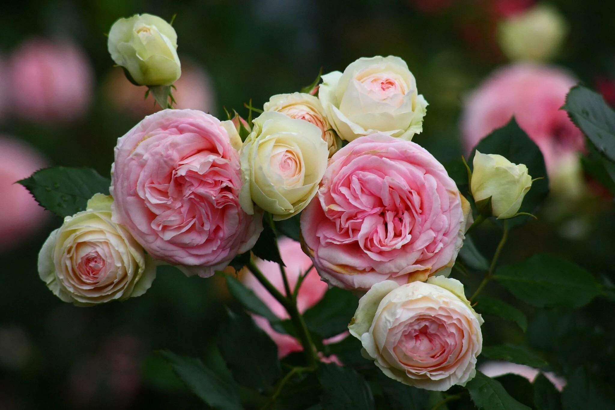 Роза плетистая пьер де ронсар. Мини эден роуз роза. Эден роза плетистая. Роза эден роуз. Эден розе роза.