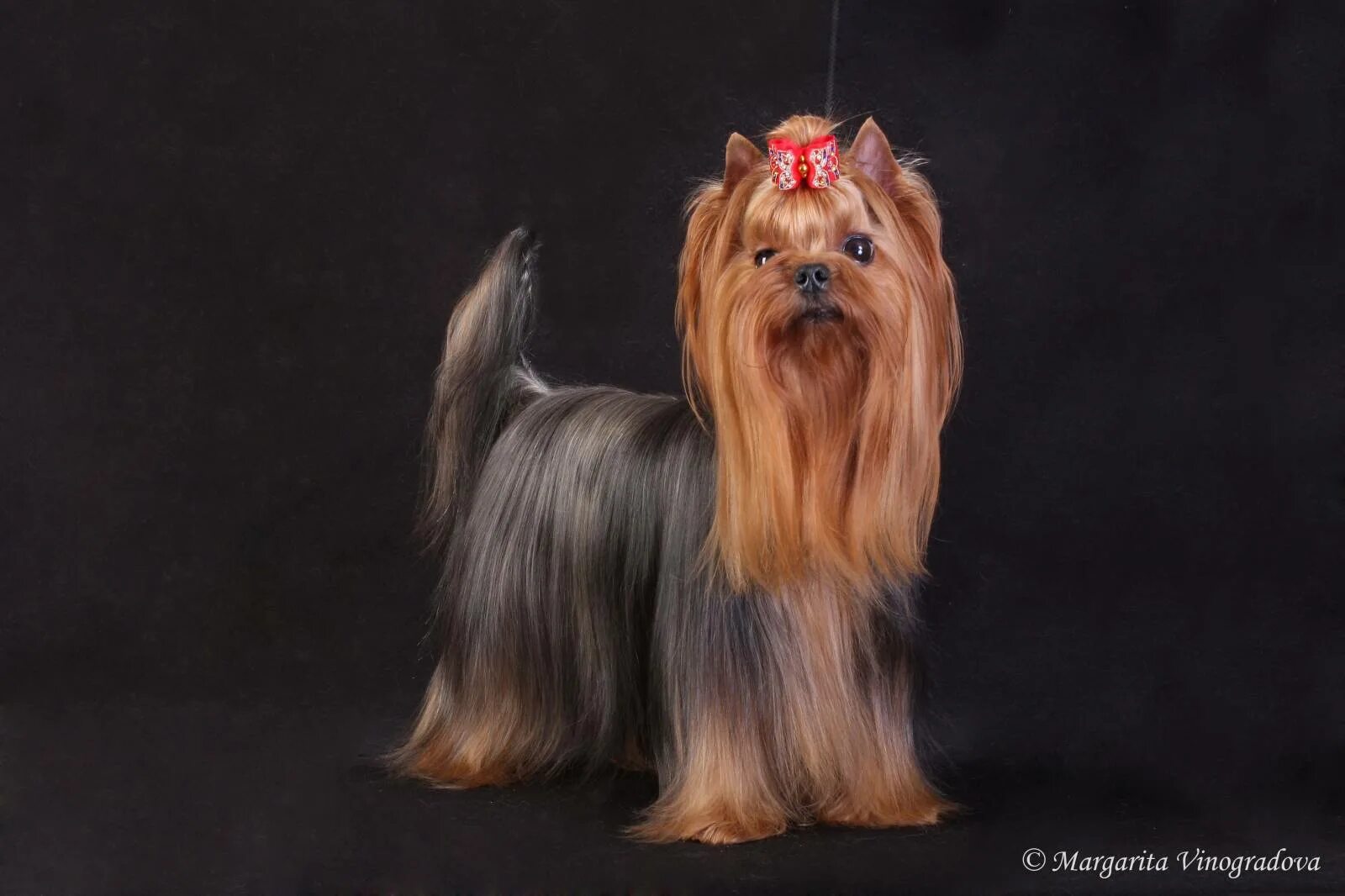 Чем отличается бивер от йоркширского. Бивер-йоркширский терьер. Чем отличается бивер от йоркширского. Йоркширский терьер бивер ред. Чем отличается бивер от йоркширского.