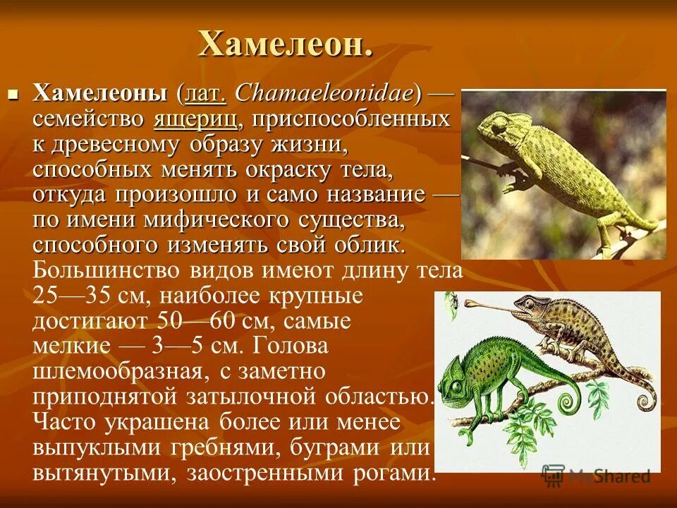 Среда обитания ящерица наземно. Хамелеон описание. Хамелеоны приспособления к среде. Хамелеон среда обитания. Среда обитания ящерицы.