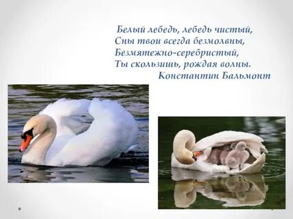 Бальмонт белый лебедь стихотворение