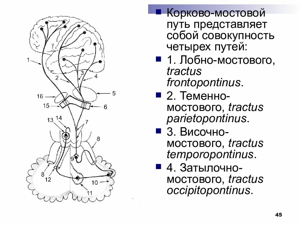 S2 строение
