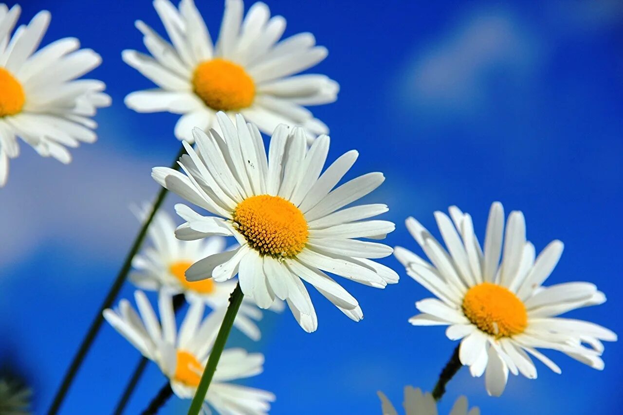 День семьи любви и верности ромашка. Символ праздника ромашка. Сердце из ромашек. Шикарные ромашки. Ромашка символ.