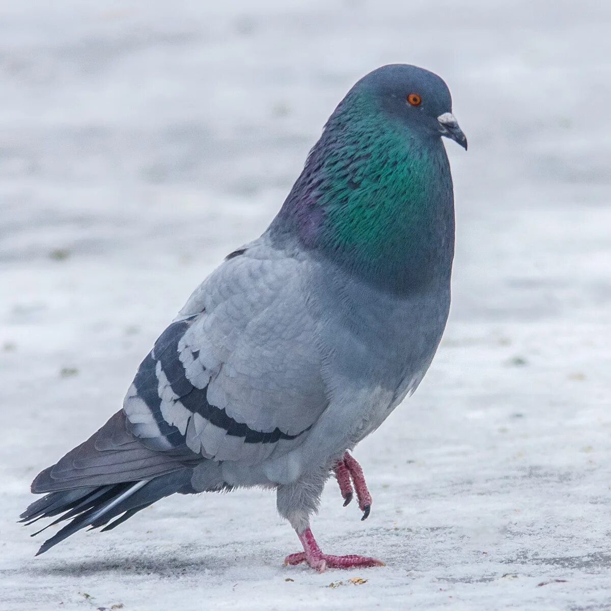 Сизый голубь. Птица Columba Livia. Сизый голубь птицы. Дикий голубь сизарь.