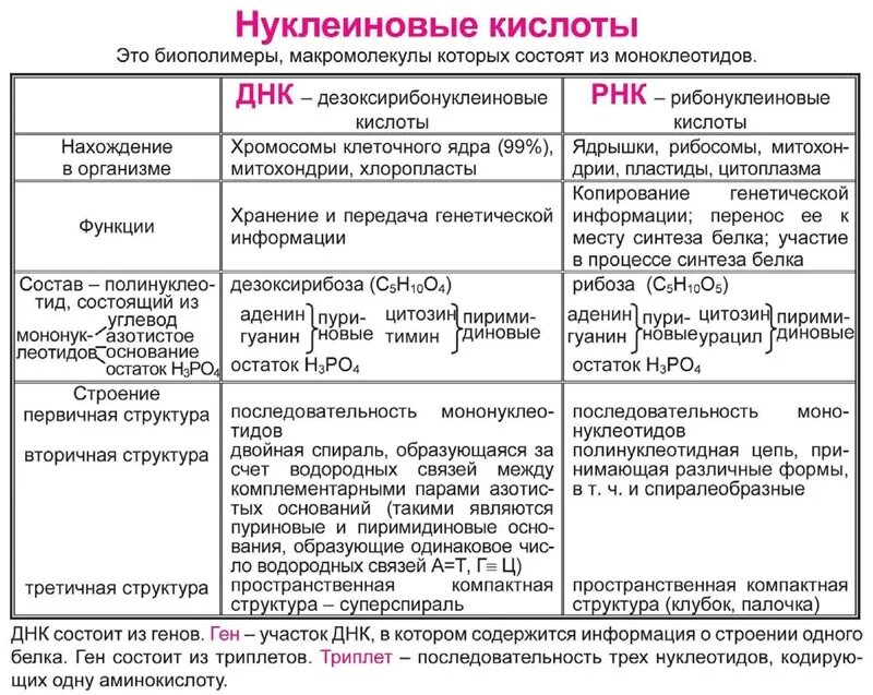 Строение и функции нуклеиновых. Таблица по химии 10 класс нуклеиновые кислоты ДНК И РНК. Сравнение нуклеиновых кислот таблица. Таблица нуклеиновые кислоты ДНК И РНК 10 класс. Строение и функции нуклеиновых кислот биология 10 класс.