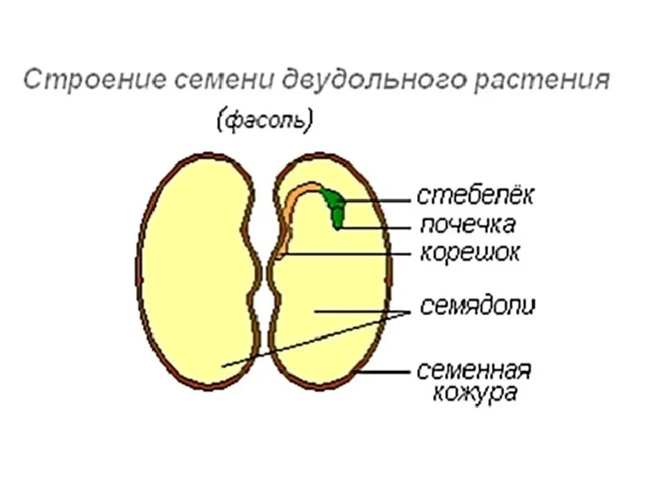 Почечка функции. Строение семени двудольного растения фасоли. Строение двудольного семени фасоли. Строение семени двудольного растения. Схема строения двудольного семени.