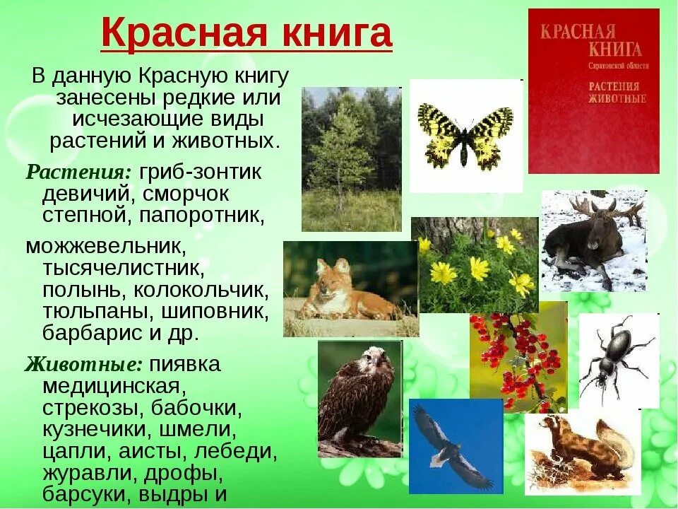 Красная книга животных нашего края. Животные и растения красной книги. Какие животные и растения занесены в красную книгу. Животные занесенные в красную книгу России. Животные и растения занесенныемвскрасную книгу.