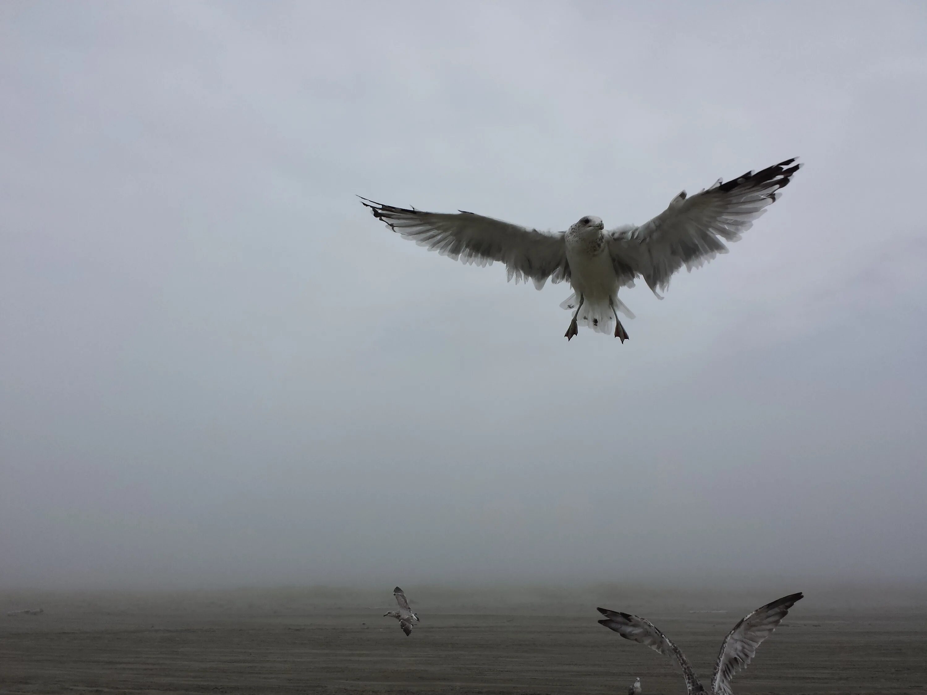 Песня птица взлетает в небо. Птица взлетает. Птицы в воздухе. Птицы в тумане. Море, Чайки.