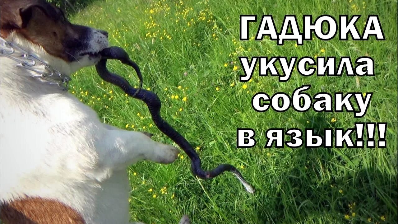 Укус змеи собаки