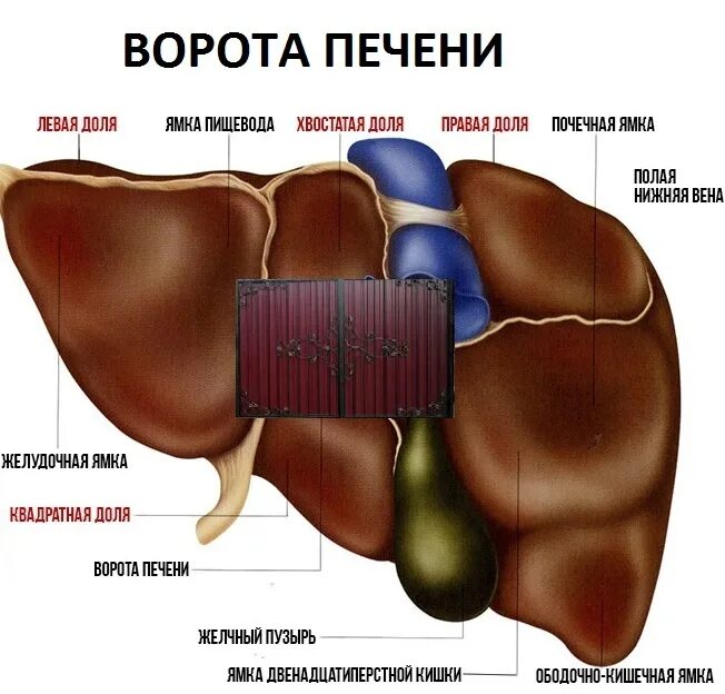 Печень какой формы