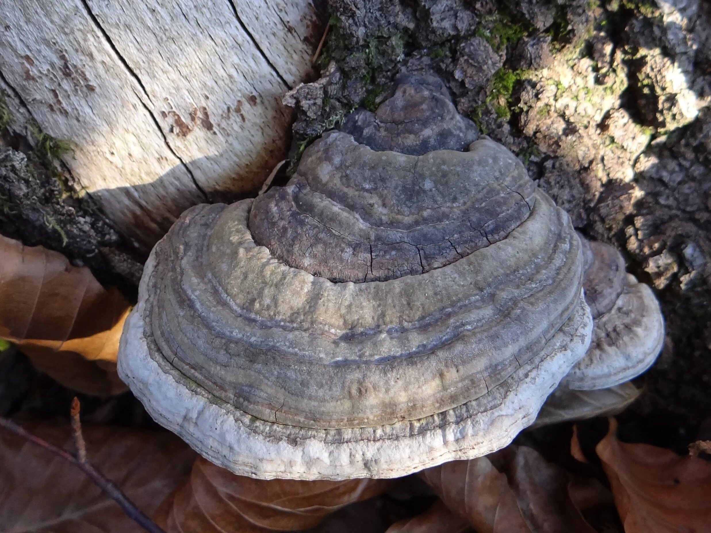 Трутовик питание. Трутовик Агарикус. Fomes fomentarius. Трутовик лиственничный. Гриб трутовик лиственничный.