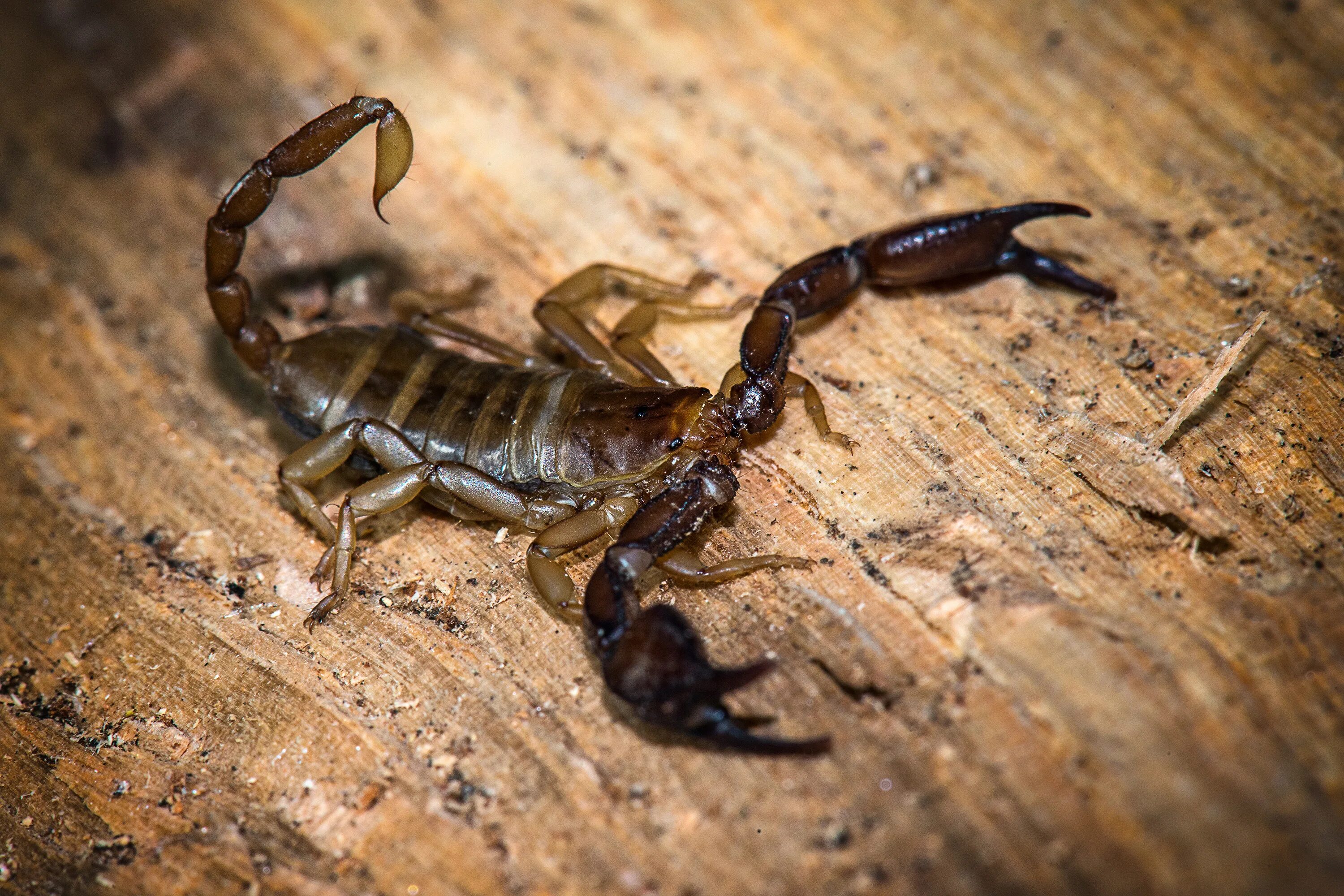 Scorpion white. Скорпион Голиаф. Красивый Скорпион. Хвост скорпиона. Скорпион убийца.