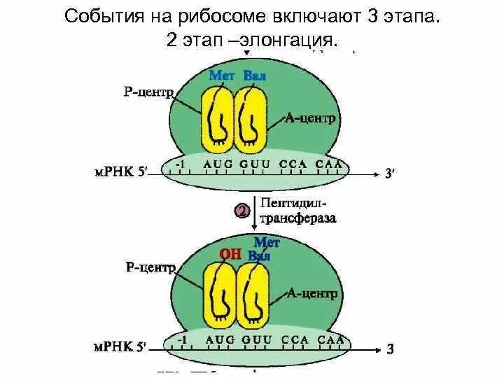 Рибосома процесс впр. Элонгация рибосомы. Этапы элонгации. Элонгация биохимия. Рибосома стадии элонгации.