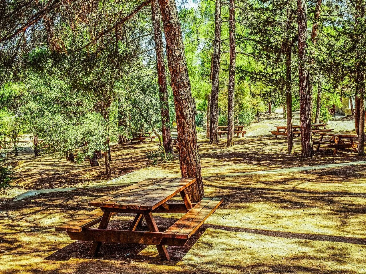 Какие бывают места в лесу. Место отдыха в лесу. место для пикника в лесу. площадка в лесу. зона отдыха в лесу.