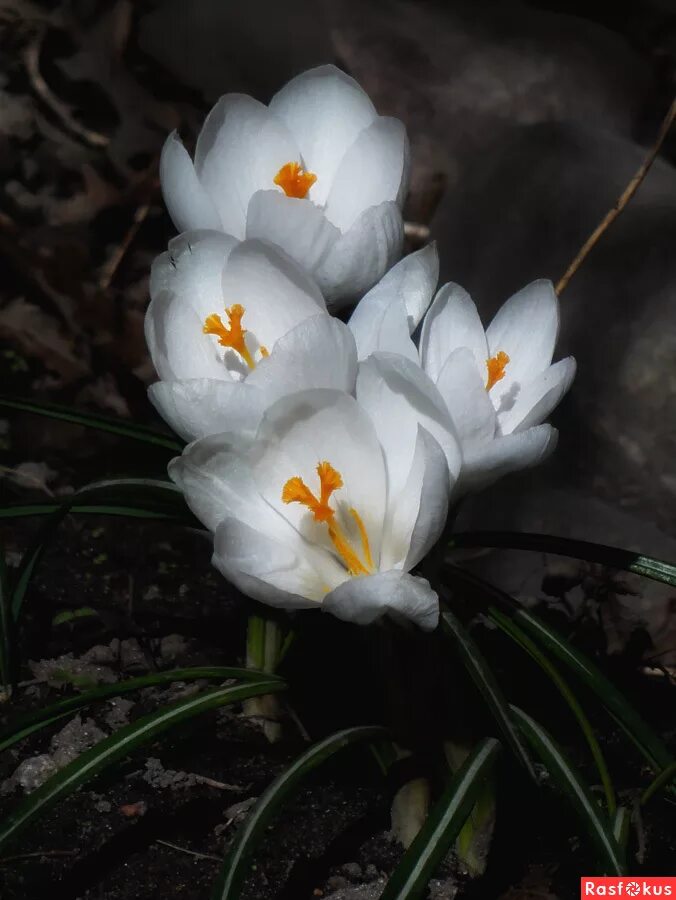 Акция памяти белый крокус. Крокус цветок белый. Белые крокусы. Крокусы в природе. Черный Крокус.