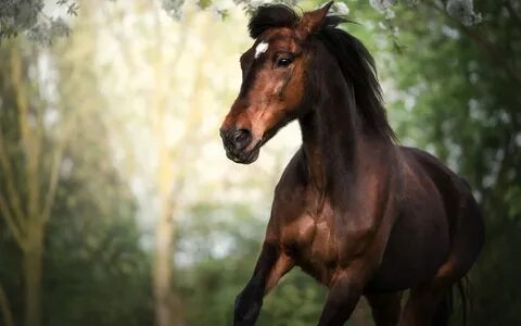 Horses horses when