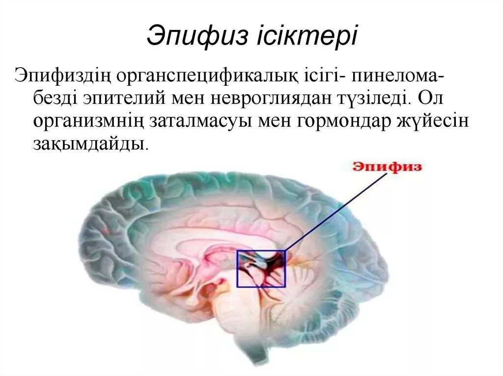 Шишковидная железа. Эпифиз. Шишковидное тело. Эпифиз строение. Эпифиз шишковидное тело.