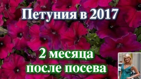 Петуния месяц после посева фото