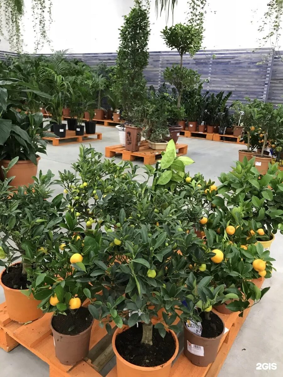 База цветов в бирюлево. Floreville ступинский проезд. Floreville розница. Флоревиль. Цветочная база на пражской флоревиль.