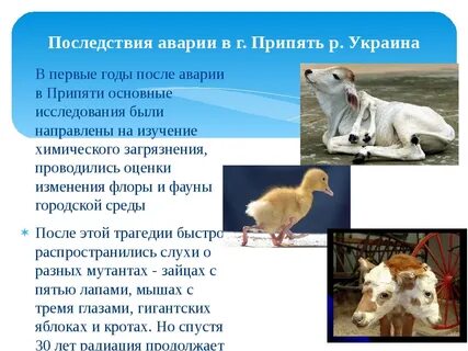 Последствия катастроф кратко
