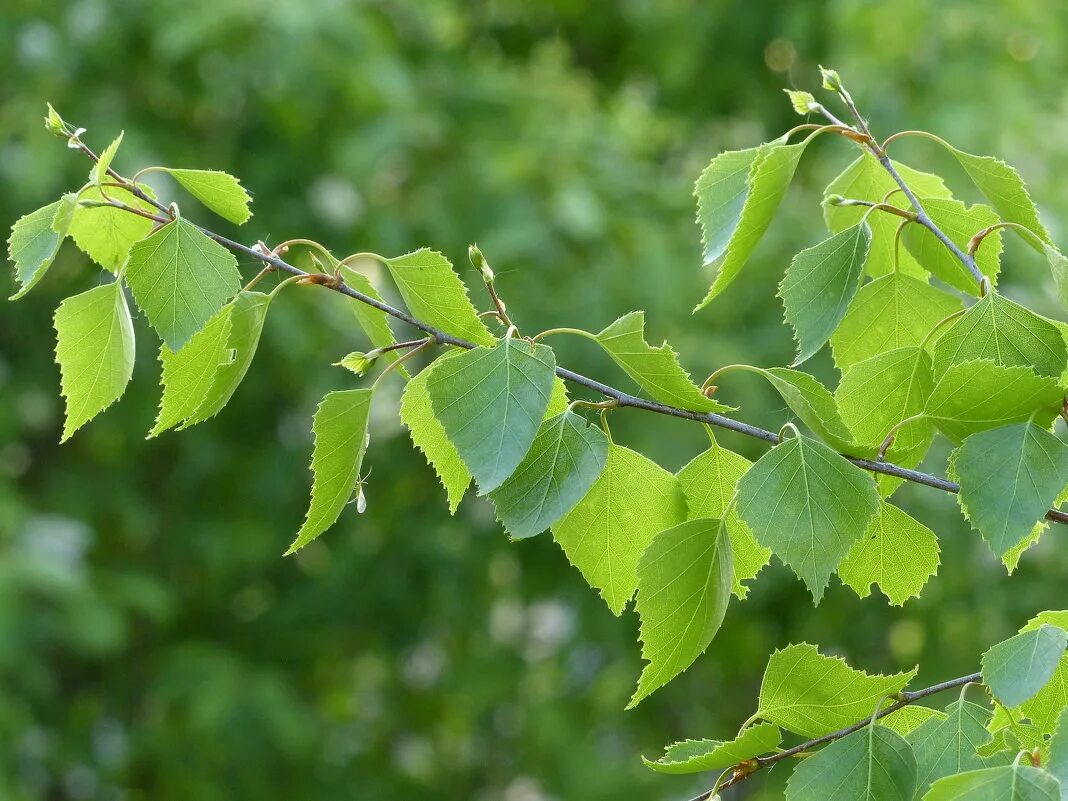 Березовая ветка. Ветки береза. Листочки березы троица. Березовая ветка. Ветка листьев березка.
