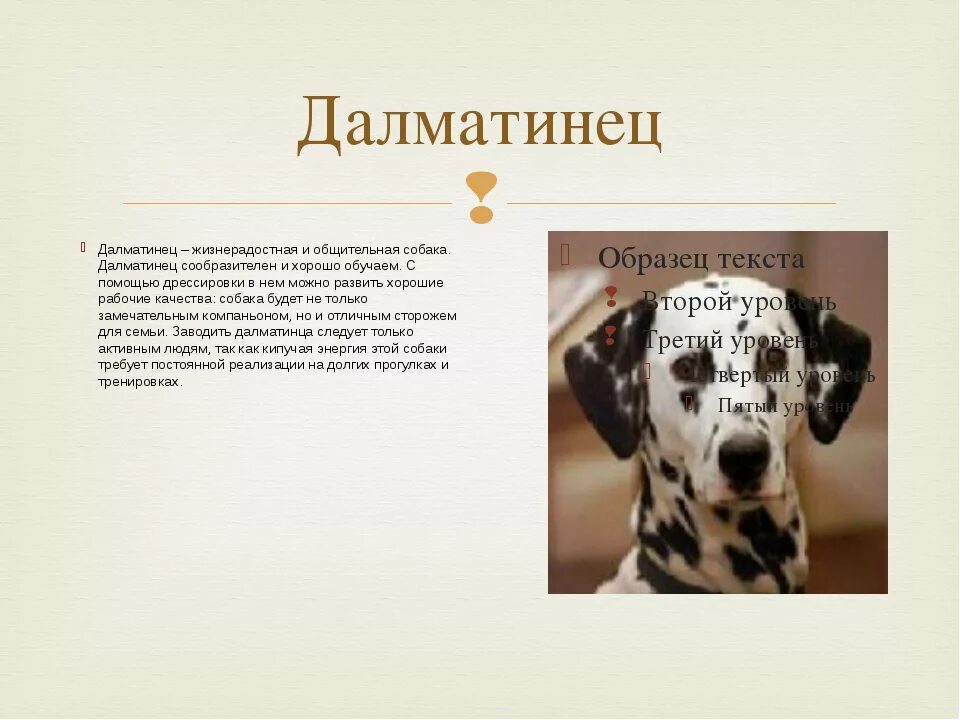 Сообщение о породе собак 2 класс окружающий. Рассказ о породе собак далматинец. рассказ о породе собаки далматин. сообщение про породу далматинца. далматин презентация.