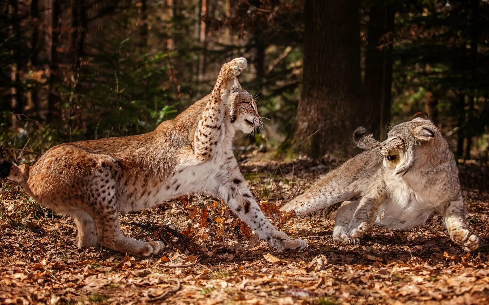 Animal зверь. Дикие животные. Хищники животные. Дикие звери. Хищник в лесу.