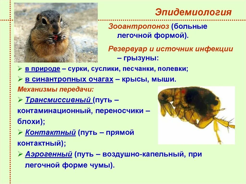 Какую болезнь разносят. Грызуны переносчики инфекции. Мыши переносчики заболеваний. Суслики переносчики чумы. Источник инфекции Грызуны.