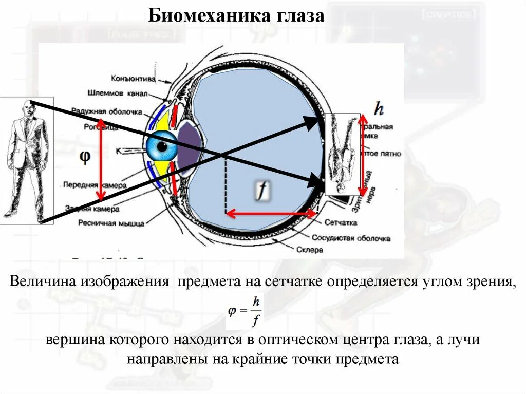 Какое изображение появляется на сетчатке глаза. Изображение на сетчатке глаза. Оптический центр глаза. Биомеханика аккомодации.