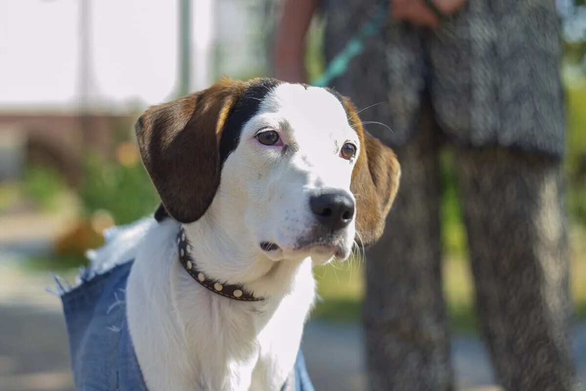 Хозяевов. Домашние животные и человек. Тофер брофи. Человек с собакой. Люди и животные.