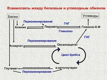 Обмен липидов биохимия