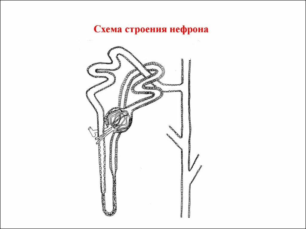 Схема строения нефрона анатомия. Схема нефрона анатомия. Схематическое строение нефрона. Строение нефрона человека рисунок.