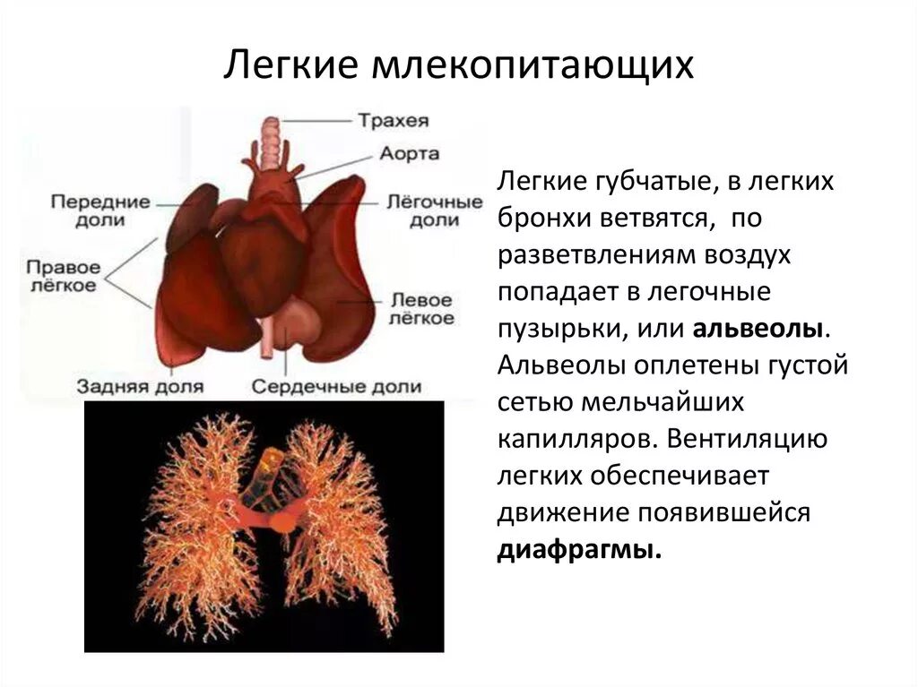 Строение лёгких млекопитающих. Форма легких у млекопитающих. Альвеолярные легкие у млекопитающих. Какого типа легкие у млекопитающих.