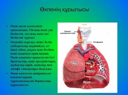 Өкпе тыныс алу